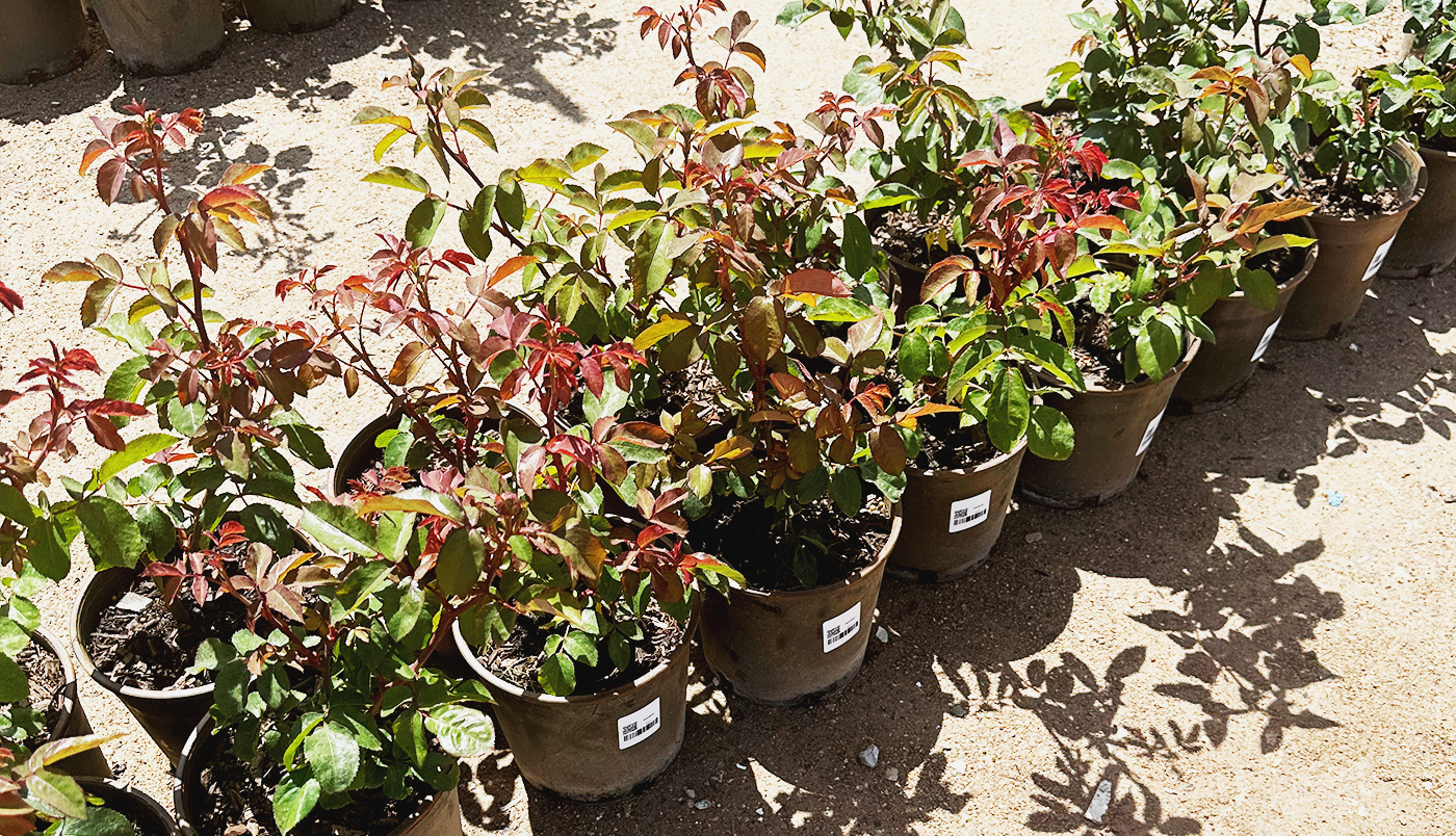 Swiss Rose Nursery Plants